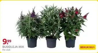 Praxis Buddleja mix aanbieding