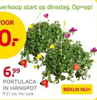 Praxis Portulaca in hangpot aanbieding