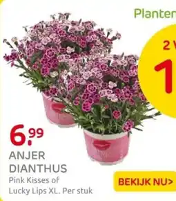 Praxis Anjer dianthus aanbieding