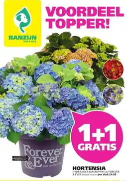 Ranzijn Hortensia hydrangea macrophylla forever & ever aanbieding