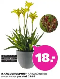 Ranzijn Kangoeroepoot aanbieding