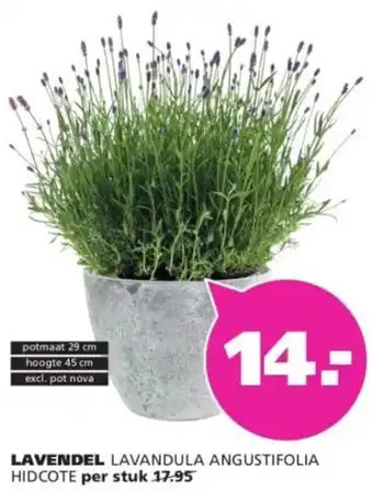 Ranzijn Lavendel aanbieding