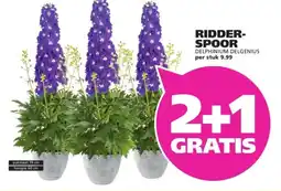 Ranzijn Ridder spoor aanbieding