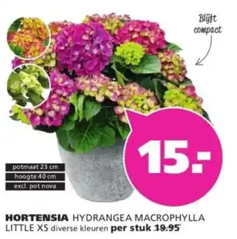 Ranzijn Hortensia aanbieding