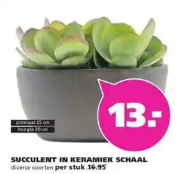 Ranzijn Succulent in keramiek schaal aanbieding