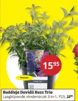 Tuinland Buddleja Davidii Buzz Trio aanbieding