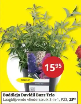 Tuinland Buddleja Davidii Buzz Trio aanbieding