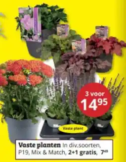 Tuinland Vaste plant aanbieding