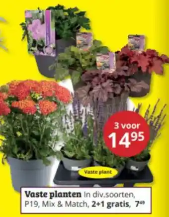 Tuinland Vaste plant aanbieding