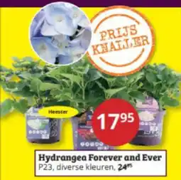 Tuinland Hydrangea Forever and Ever aanbieding
