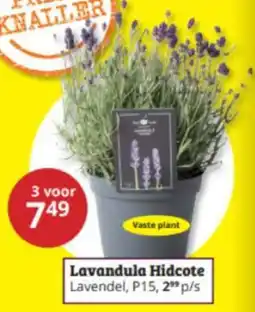 Tuinland Lavandula Hidcote aanbieding