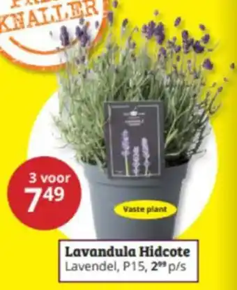 Tuinland Lavandula Hidcote aanbieding