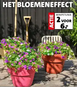 Intratuin Het bloemeneffect aanbieding