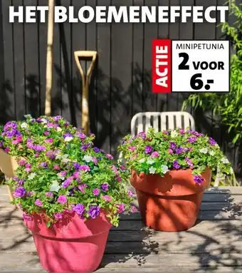 Intratuin Het bloemeneffect aanbieding