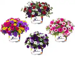 Intratuin Minipetunia aanbieding