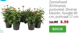 Intratuin Zonnehoed Echinacea purpurea aanbieding