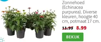Intratuin Zonnehoed Echinacea purpurea aanbieding