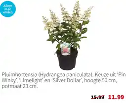 Intratuin Pluimhortensia aanbieding