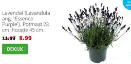 Intratuin Lavendel aanbieding