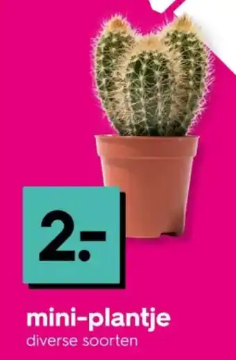 HEMA Mini plantje aanbieding
