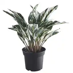 IKEA Fejka Kunstplant, binnen/buiten calathea, 15 cm aanbieding