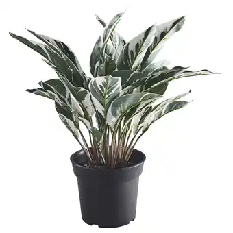 IKEA Fejka Kunstplant, binnen/buiten calathea, 15 cm aanbieding