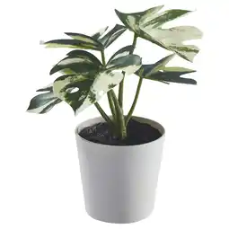 IKEA Fejka Kunstplant met pot, binnen/buiten monstera, 6 cm aanbieding