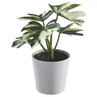 IKEA Fejka Kunstplant met pot, binnen/buiten monstera, 6 cm aanbieding