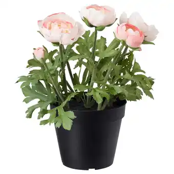 IKEA Fejka Kunstplant, binnen/buiten/ranonkel roze, 12 cm aanbieding