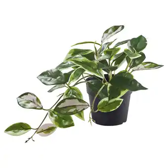 IKEA Fejka Kunstplant, binnen/buiten/lucky hearts hangend, 9 cm aanbieding