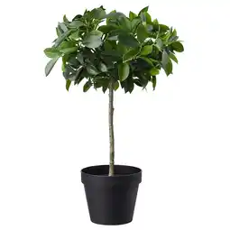 IKEA Fejka Kunstplant, binnen/buiten/ficus Benjamin groen blad stam, 12 cm aanbieding