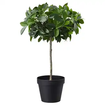 IKEA Fejka Kunstplant, binnen/buiten/ficus Benjamin groen blad stam, 12 cm aanbieding