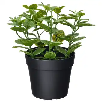 IKEA Fejka Kunstplant, binnen/buiten Munt, 9 cm aanbieding