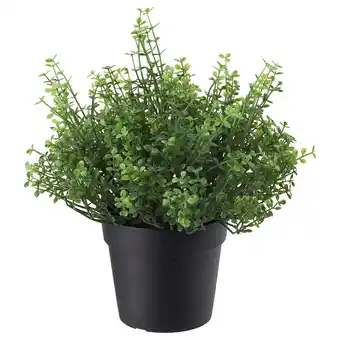 IKEA Fejka Kunstplant, binnen/buiten Slaapkamergeluk, 9 cm aanbieding