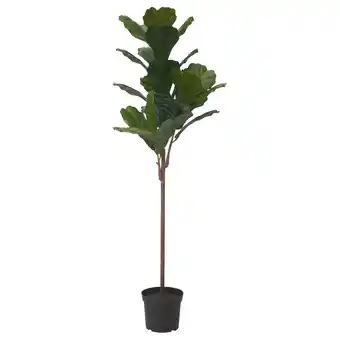 IKEA Fejka Kunstplant, binnen/buiten tabaksplant, 19 cm aanbieding