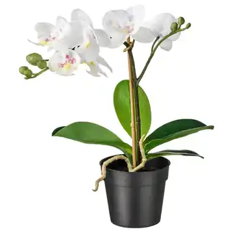 IKEA Fejka Kunstplant, Orchidee wit, 9 cm aanbieding