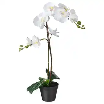 IKEA Fejka Kunstplant, Orchidee wit, 12 cm aanbieding