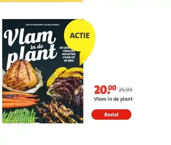 Bruna Vlam in de plant aanbieding
