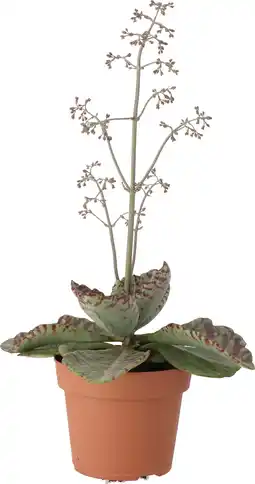 Intratuin Kalanchoë (Kalanchoë humilis) D 12 H 30 cm aanbieding