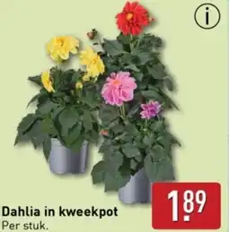 ALDI Dahlia in kweekpot aanbieding