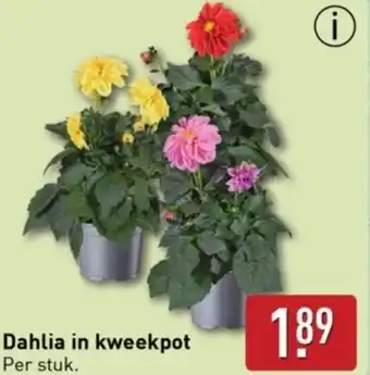 ALDI Dahlia in kweekpot aanbieding