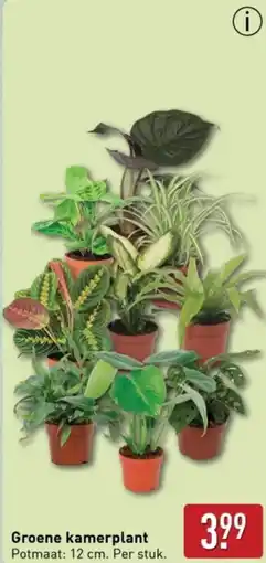 ALDI Groene kamerplant aanbieding