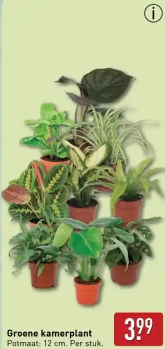 ALDI Groene kamerplant aanbieding