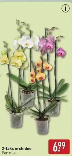 ALDI 2-taks orchidee aanbieding