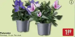 ALDI Platycodon aanbieding