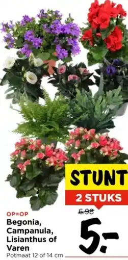 Vomar Voordeelmarkt Begonia, Campanula, Lisianthus of Varen aanbieding