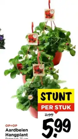 Vomar Voordeelmarkt Aardbeien Hangplant aanbieding