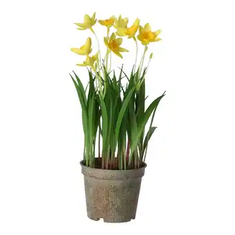 Van Cranenbroek Bloem narcis geel 26cm aanbieding
