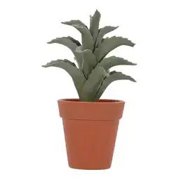 Van Cranenbroek Vetplant in pot 4ass aanbieding