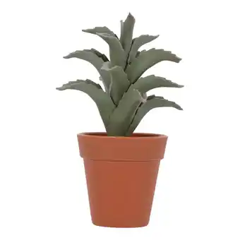 Van Cranenbroek Vetplant in pot 4ass aanbieding